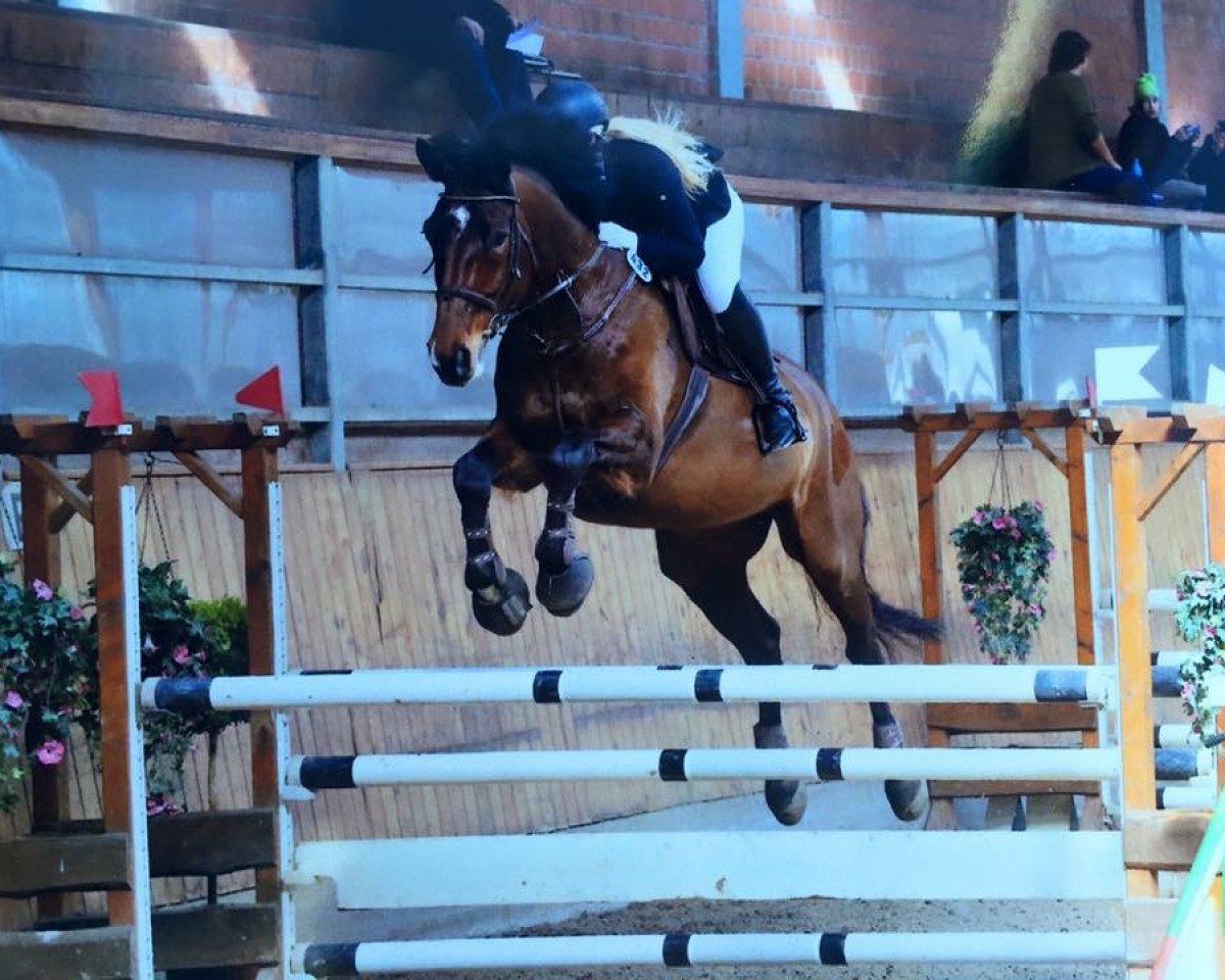 jumper Quantino 3 (Oldenburg, 2005, from Quidam's Rubin)