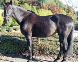 broodmare Croco-deal S (Holsteiner, 2010, from Classe VDL)