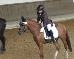 dressage horse Di Resta AT (German Riding Pony, 2006, from Depardieu)