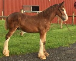 Pferd Granville's Glitch In The System (Clydesdale, 2021, von Challenger of Pinnacle)