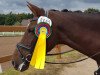 jumper Bluebell 6 (German Riding Pony, 2008, from Blue Stone Swing Boy)