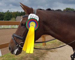 Springpferd Bluebell 6 (Deutsches Reitpony, 2008, von Blue Stone Swing Boy)