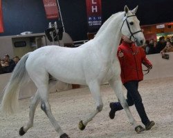 stallion Nartago (Selle Français, 2001, from Carthago)