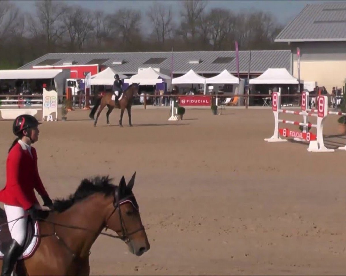 Pferd Typhon de Bataillard (Selle Français, 2007, von Bleu Blanc Rouge II)