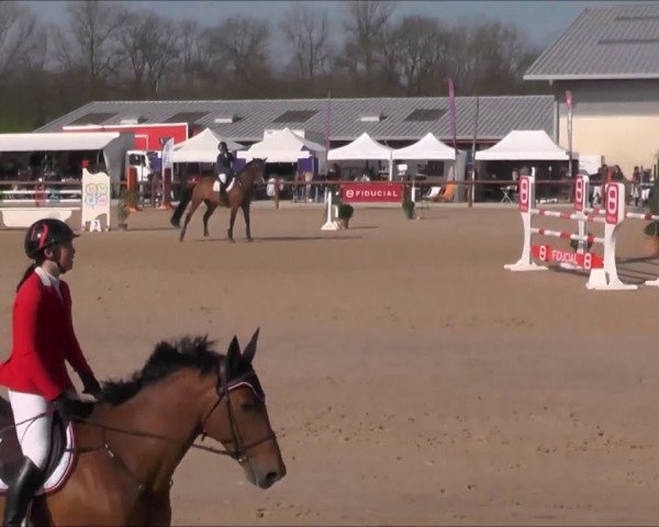 Pferd Typhon de Bataillard (Selle Français, 2007, von Bleu Blanc Rouge II)