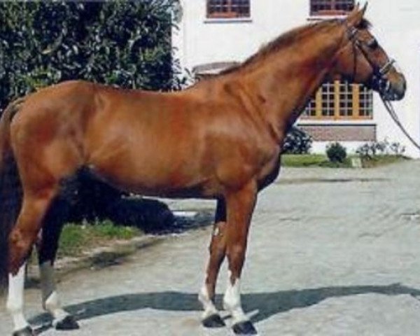 stallion Udanum (Selle Français, 1986, from Laudanum xx)