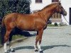 stallion Udanum (Selle Français, 1986, from Laudanum xx)