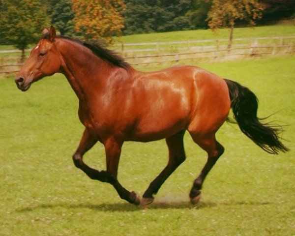 dressage horse Alfredo 39 (Hanoverian, 2001, from Alabaster)