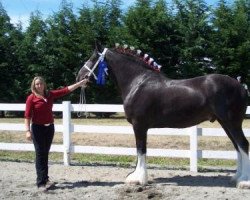 horse Lodestar's Bold Izar (Clydesdale, 2002, from Armageddon's Lord Elijah)