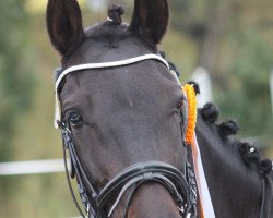 dressage horse Kid Rock 6 (German Riding Pony, 2010, from Kadenzzo)