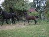 dressage horse Schiller (Westphalian, 2016, from Sir Heinrich OLD)