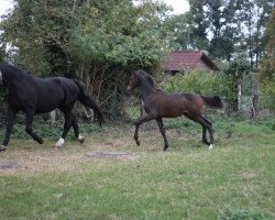 Dressurpferd Schiller (Westfale, 2016, von Sir Heinrich OLD)