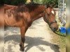 Dressurpferd Holsteins Galan (Deutsches Reitpony, 2009, von Holsteins Gentleman)