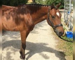 dressage horse Holsteins Galan (German Riding Pony, 2009, from Holsteins Gentleman)