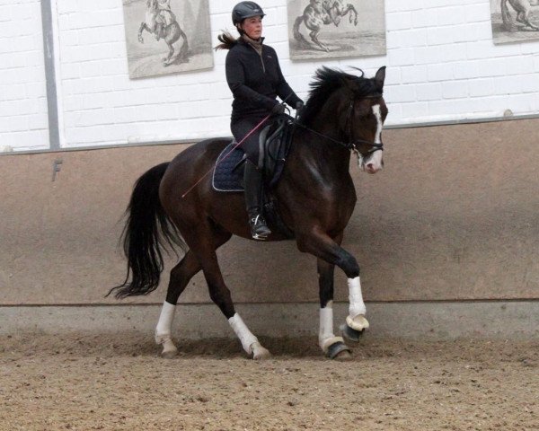 dressage horse Fishermans Best Friend (Rhinelander, 2011, from Feedback 16)