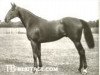 stallion Spike Island xx (Thoroughbred, 1919, from Spearmint xx)