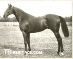 stallion Spike Island xx (Thoroughbred, 1919, from Spearmint xx)