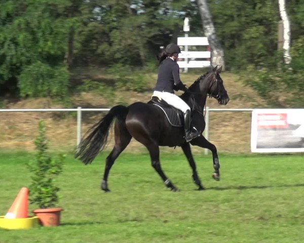 Reitturnier Gardelegen 2019