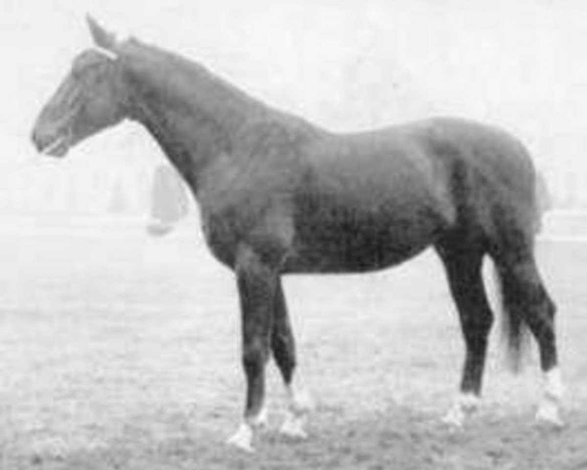 stallion Fivizzano (Selle Français, 1971, from Mexico)