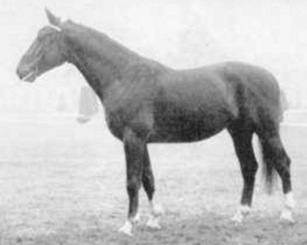 stallion Fivizzano (Selle Français, 1971, from Mexico)
