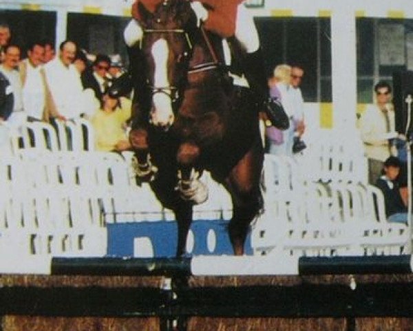 stallion Vesontio du Mesnil (Selle Français, 1987, from Narcos II)