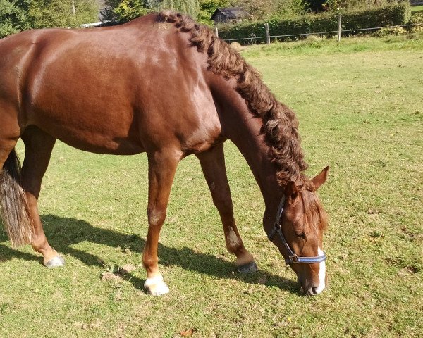 dressage horse Cosmic Maggie (German Warmblood, 2011, from Can Dance 3)