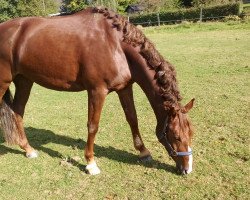 Dressurpferd Cosmic Maggie (Deutsches Reitpferd, 2011, von Can Dance 3)