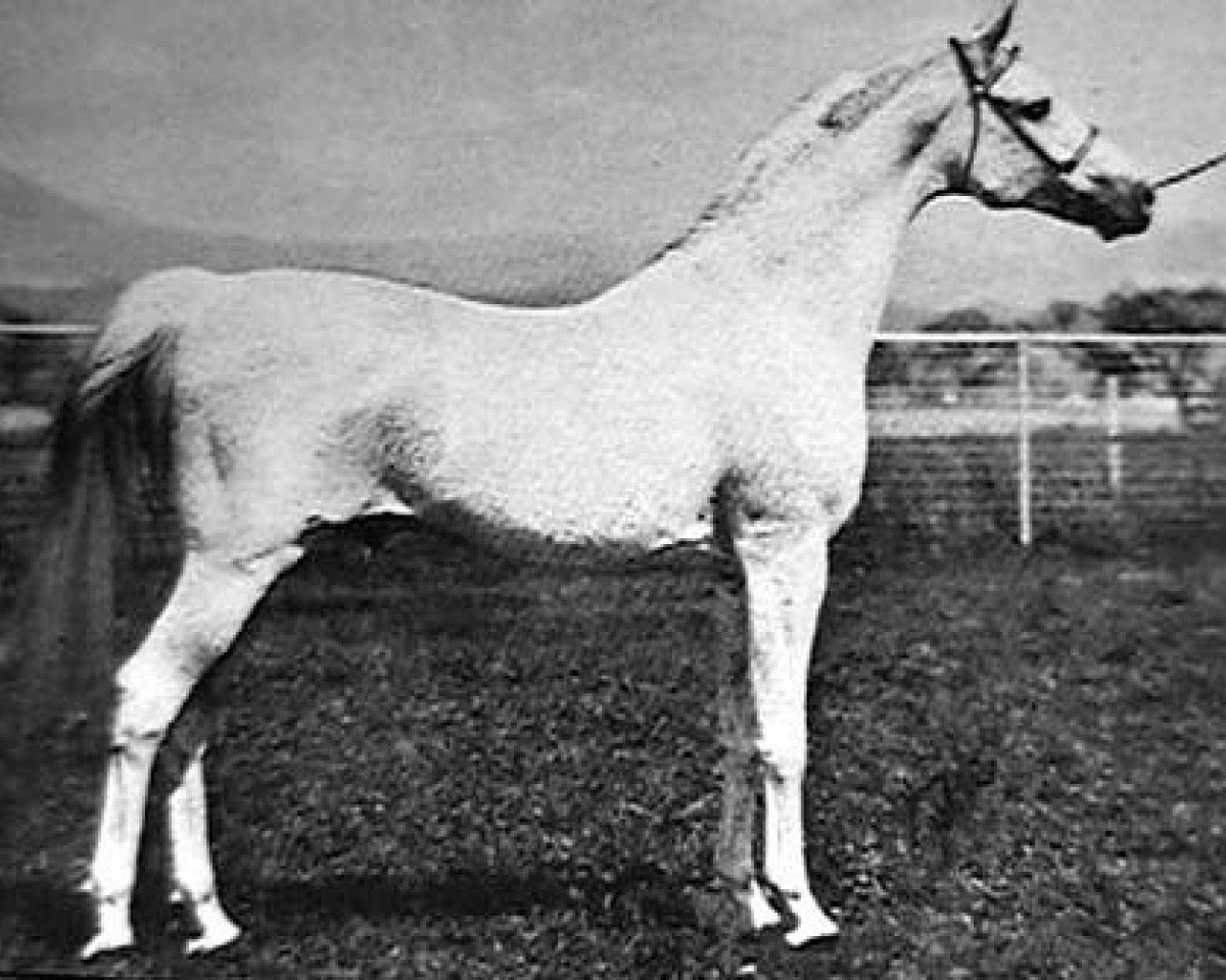 Deckhengst Wiraz ox (Vollblutaraber, 1959, von Comet 1953 ox)