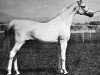 stallion Wiraz ox (Arabian thoroughbred, 1959, from Comet 1953 ox)