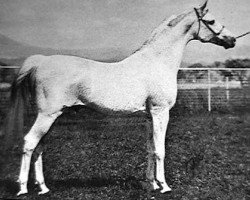 stallion Wiraz ox (Arabian thoroughbred, 1959, from Comet 1953 ox)