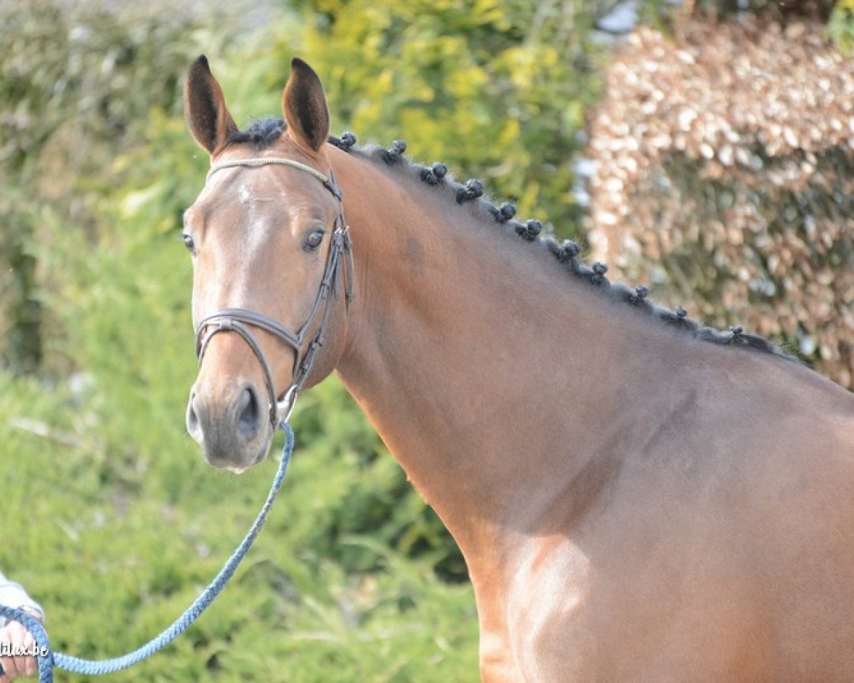 stallion Heavy Metal (KWPN (Royal Dutch Sporthorse), 2012, from Eldorado vd Zeshoek Tn)