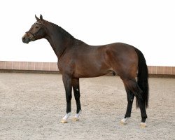 Deckhengst Helios VDT (KWPN (Niederländisches Warmblut), 2012, von Numero Uno)