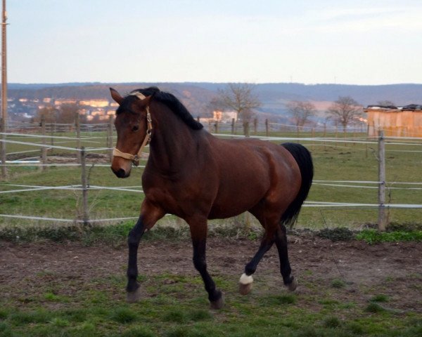 horse Little Sunshine (Württemberger, 2000, from Le Champion)
