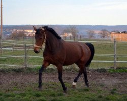 Pferd Little Sunshine (Württemberger, 2000, von Le Champion)