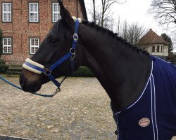 jumper Doris 97 (Oldenburg show jumper, 2010, from Diarado)