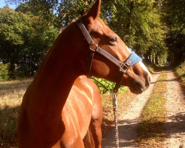 jumper Magic Moment 19 (Hanoverian, 2009, from Monte Bellini)