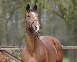 Zuchtstute Soklahoma W (KWPN (Niederländisches Warmblut), 1999, von Sable Rose)