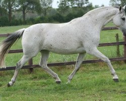 broodmare Saskia (KWPN (Royal Dutch Sporthorse), 1999, from Corland)