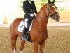 dressage horse Highlander 83 (Württemberger, 2005, from His Highness)