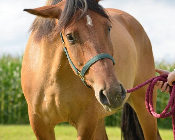 Pferd Lir (Polnisches Warmblut, 2011, von Hawer)