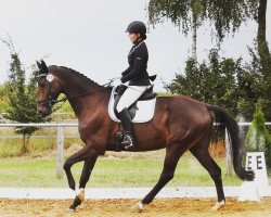 dressage horse Donito (Hanoverian, 2008, from Don Crusador)