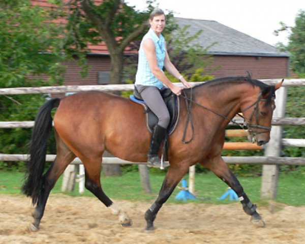 dressage horse Remmi (Westphalian,  , from Remy Martin 30)