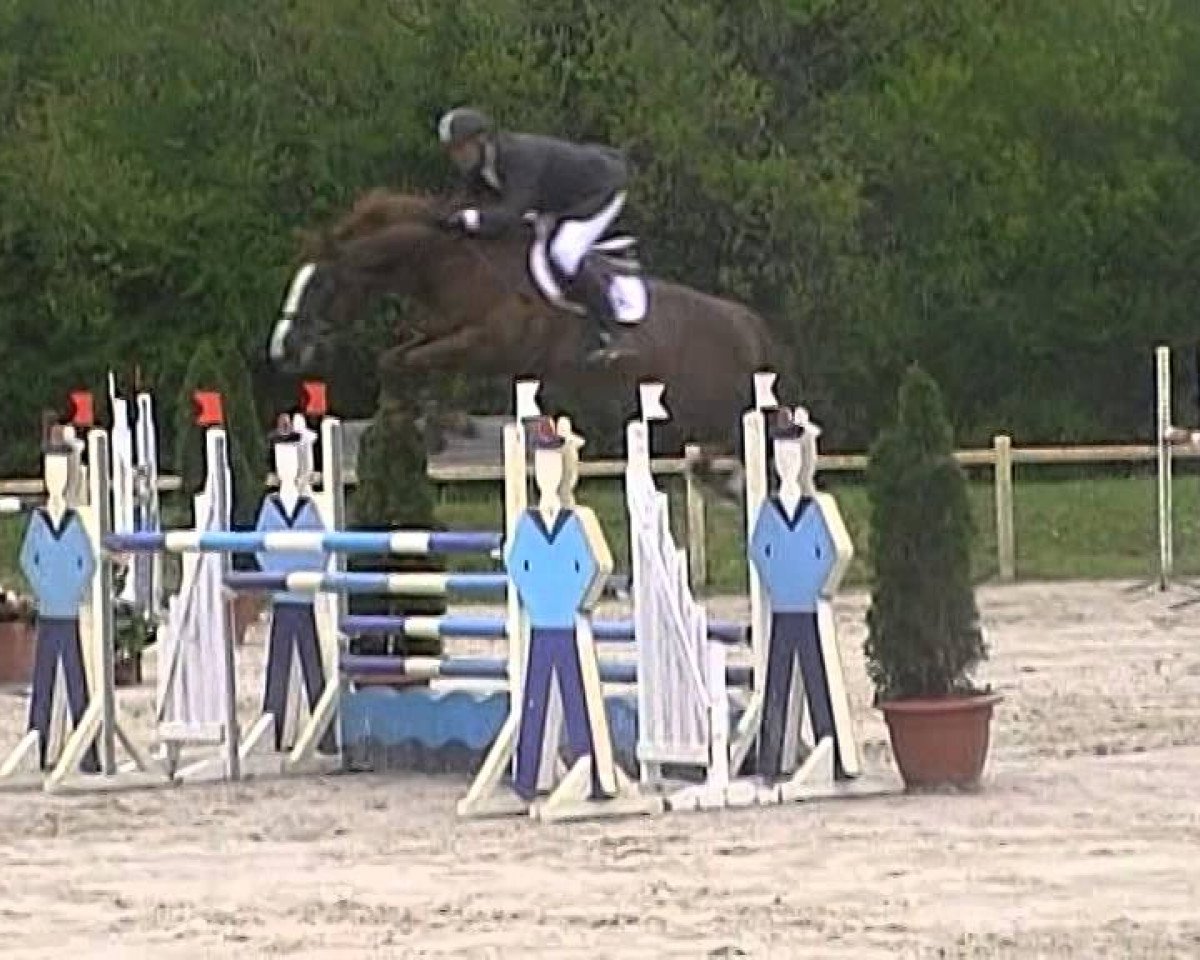 jumper Tyler de Beugner (Selle Français, 2007, from Mylord Carthago)