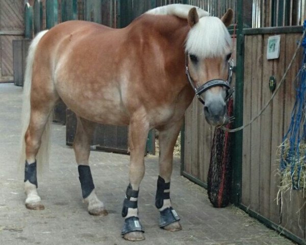 dressage horse Calypso 465 (Haflinger, 1995)