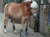 dressage horse Calypso 465 (Haflinger, 1995)