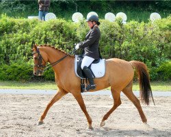 dressage horse Debütantin 4 (German Riding Pony, 2004, from Ulfenbach Dream Boy)