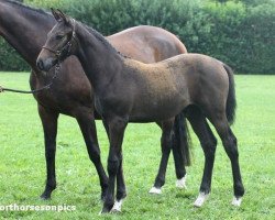 broodmare Oygie de la Lande (Selle Français, 2002, from Qredo de Paulstra)