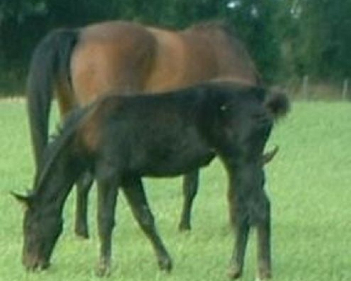 Springpferd Tygie Lande (Selle Français, 2007, von Diamant de Semilly)