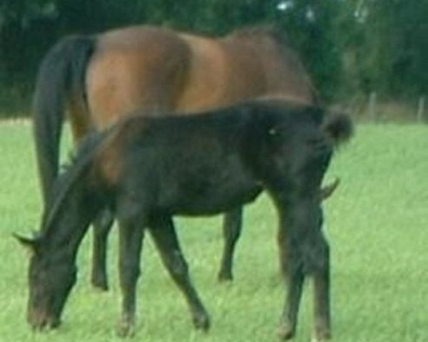 Springpferd Tygie Lande (Selle Français, 2007, von Diamant de Semilly)