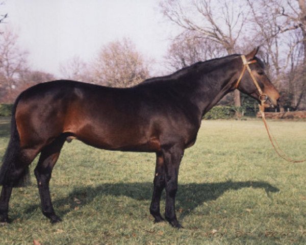 stallion Roy de Vergoignan AA (Anglo-Arabs, 1983, from Garde Coeur xx)